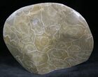 Polished Fossil Coral - Morocco #25722-2